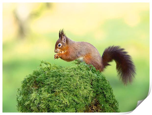 Red tailed Squirrel Print by Mark Medcalf