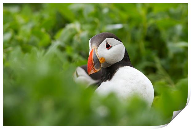 Shy Puffin Print by Mark Medcalf