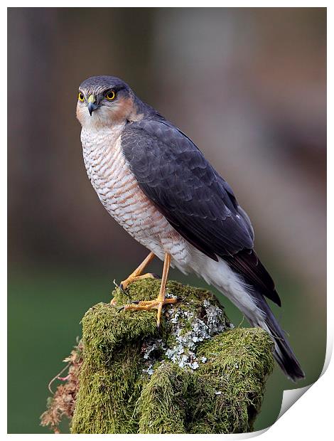 Sparrowhawk Print by Mark Medcalf