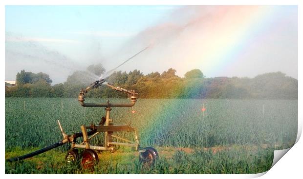 Rainbow and Sprinkler Print by Andrew Steer