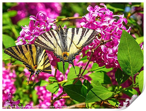 Yellow Tiger Swallowtail butterfly Print by Dragomir Nikolov