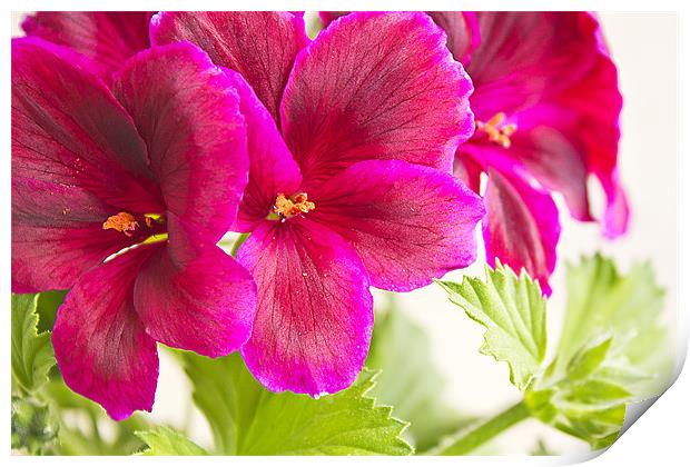 blossoming geranium Print by Dragomir Nikolov