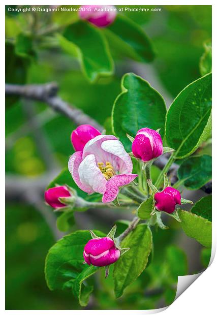 Ðpple tree blossom Print by Dragomir Nikolov