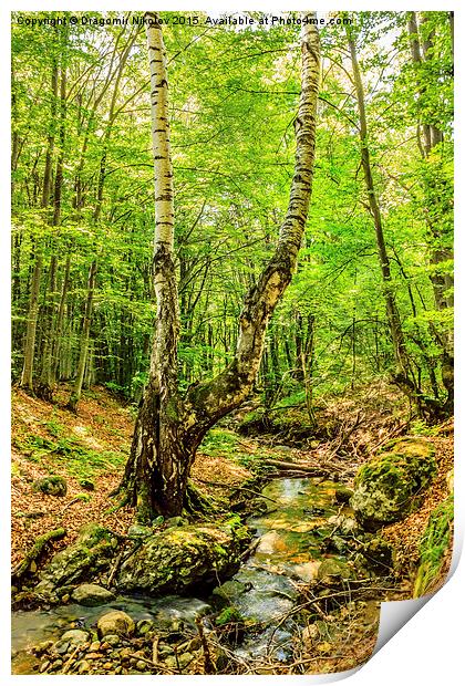 Stream deep in mountain forest Print by Dragomir Nikolov