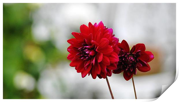 Garden flowers Print by Gabriela Olteanu