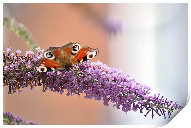 Peacock Butterfly Print by Gabriela Olteanu