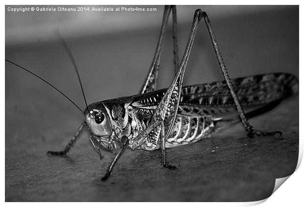 Mr. Grasshopper Print by Gabriela Olteanu