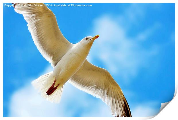 Seagull flying Print by Gabriela Olteanu