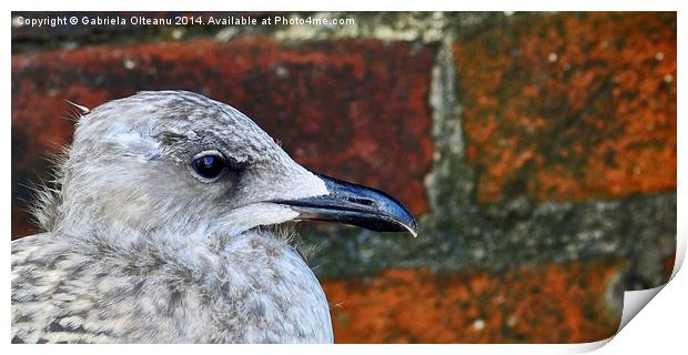 Baby Seagull Print by Gabriela Olteanu