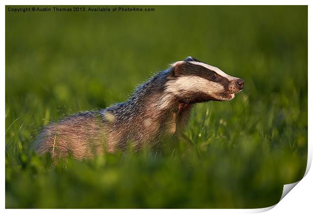 Badger walking in long grass Print by Austin Thomas