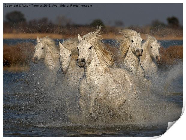 Camargue Horses running in water Print by Austin Thomas