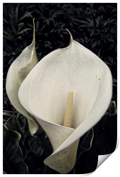 calla lily Print by chrissy woodhouse