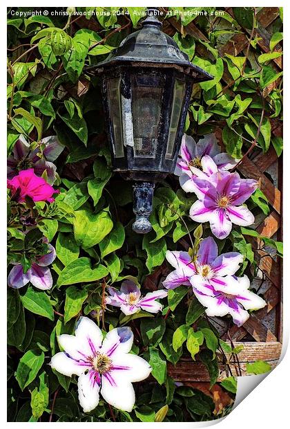 clematis around a lantern Print by chrissy woodhouse