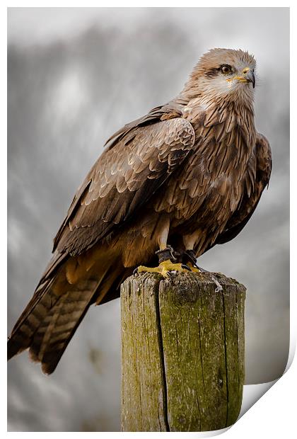 Black Kite Print by Andy McGarry