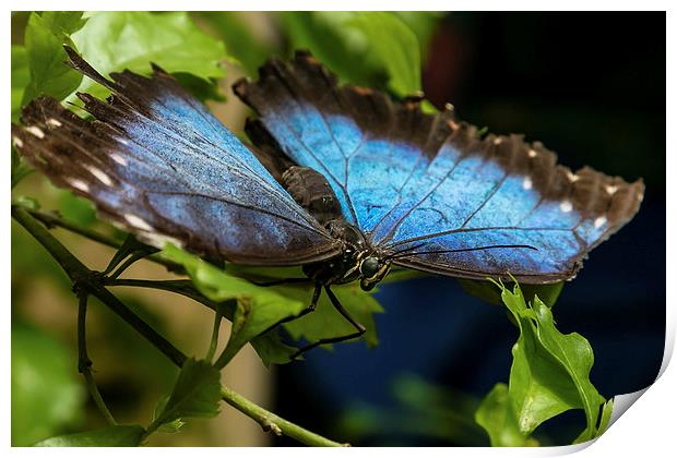 Blue Morphos Butterfly Print by Andy McGarry