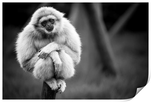 White Handed Gibbon Portarit Print by Andy McGarry