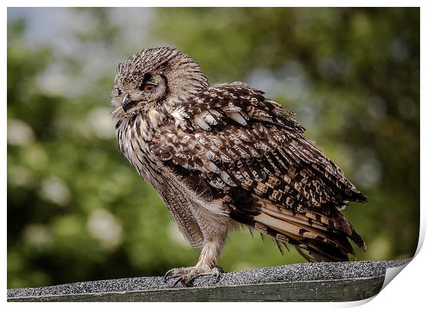 Bengal Eagle Owl Print by Andy McGarry