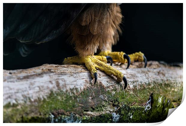  Talons of a African Tawny Eagle Print by Andy McGarry