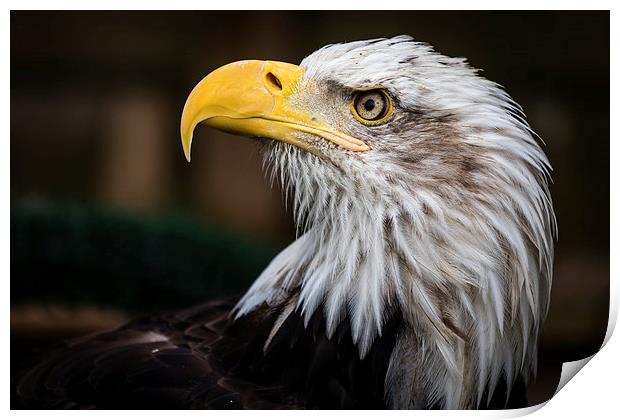  American Bald Eagle Portrait Print by Andy McGarry