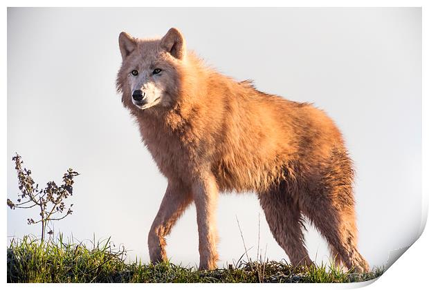  Arctic Wolf at Sunrise Print by Andy McGarry