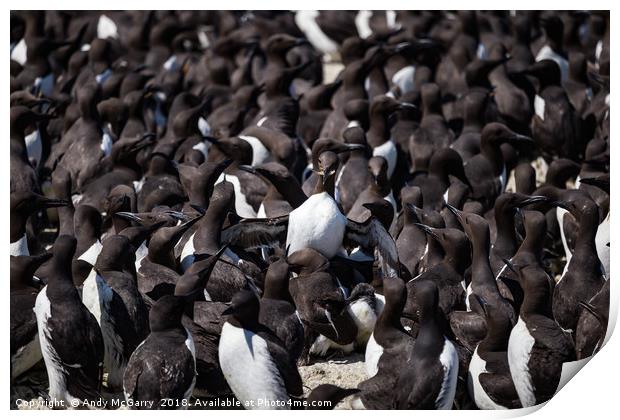 Staple Islands Guillemots Print by Andy McGarry