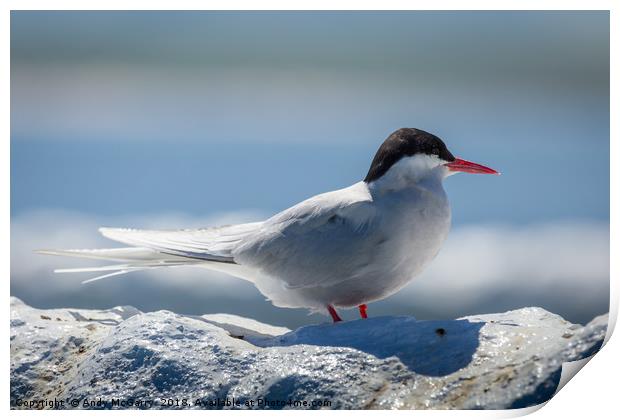 Arctic Tern close up Print by Andy McGarry