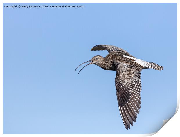Curlew in Flight Print by Andy McGarry