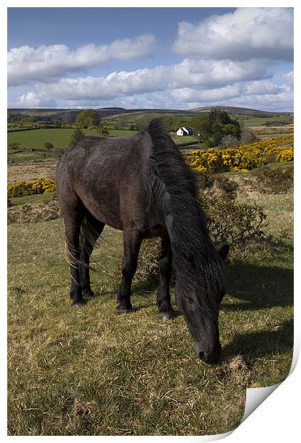 Dartmoor pony Print by Ken Patterson