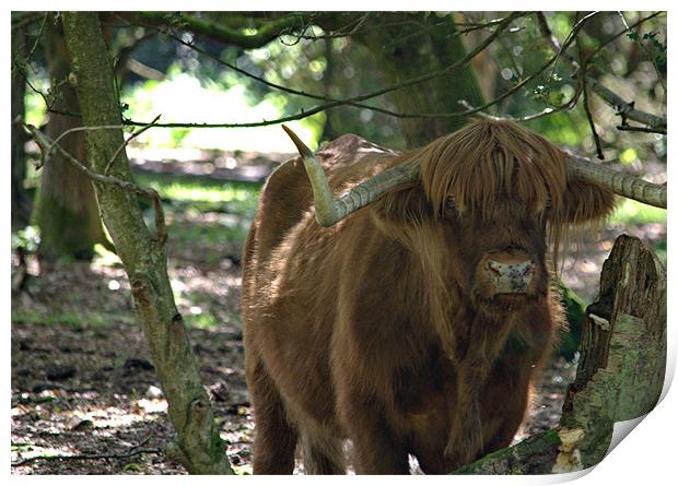 Highland cattle of Hindhead Print by Andrew Stephen