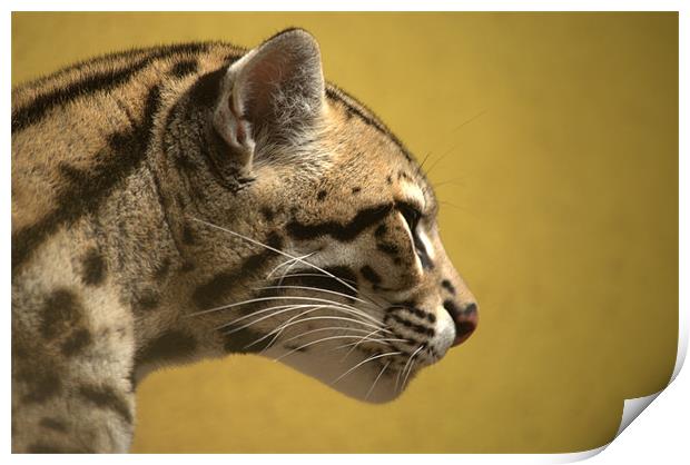 A Starring Ocelot Print by Andrew Stephen