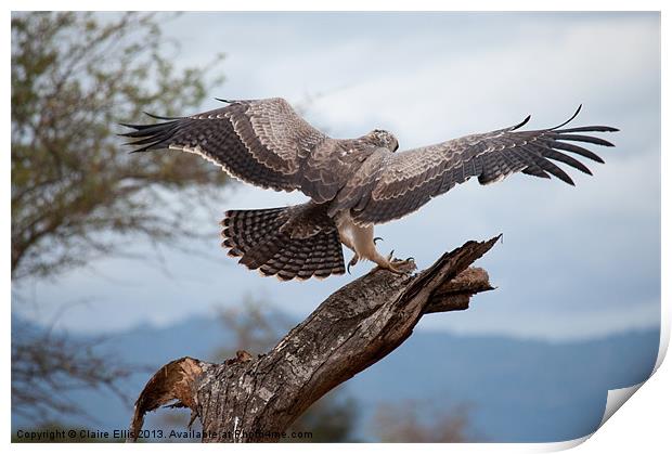 Eagle Print by Claire Ellis