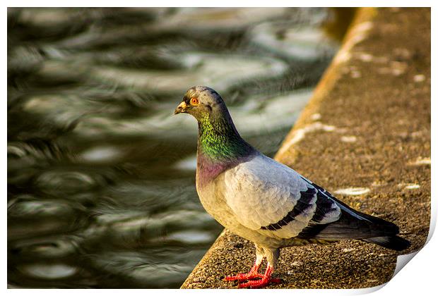 Pigeon at the Waterside Print by Dave Emmerson