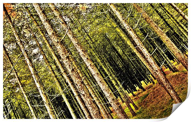 Whitford Pines Print by Eben Owen
