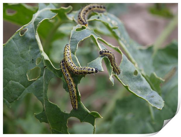 Caterpillar Feeding Print by Kevin Peach