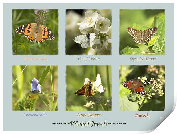 Winged Jewels Print by Malcolm McHugh