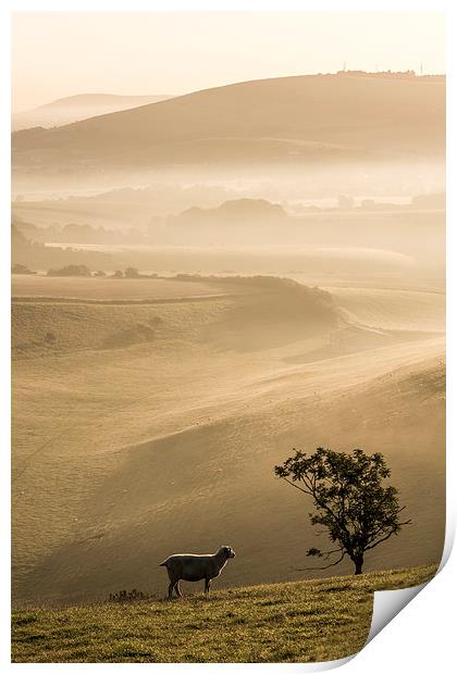 Ewe with a view Print by Malcolm McHugh