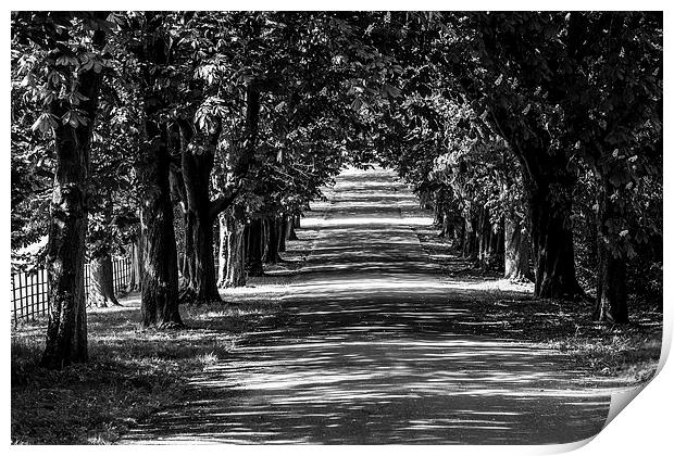 Chestnut Canopy Print by Malcolm McHugh