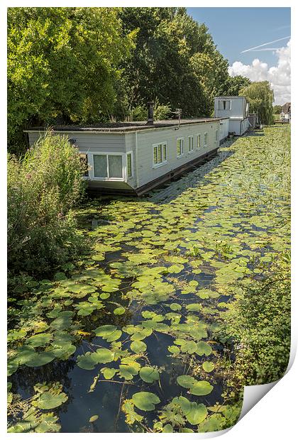 Water lilies on the canal Print by Malcolm McHugh