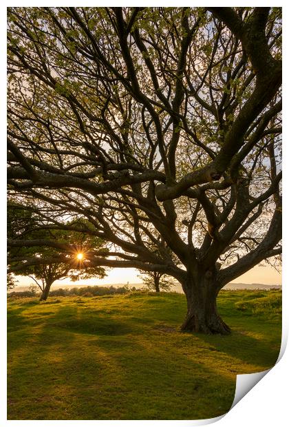 Cissbury Spring Evening Print by Malcolm McHugh