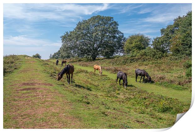Majestic New Forest Ponies Grazing at Cissbury Rin Print by Malcolm McHugh