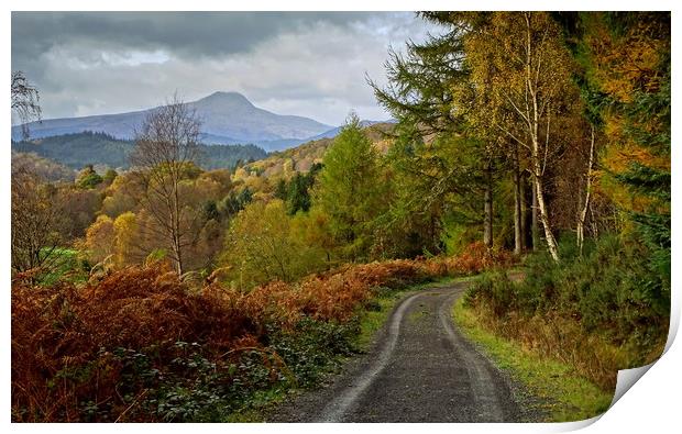 Woodland Walk Print by Edward Burns