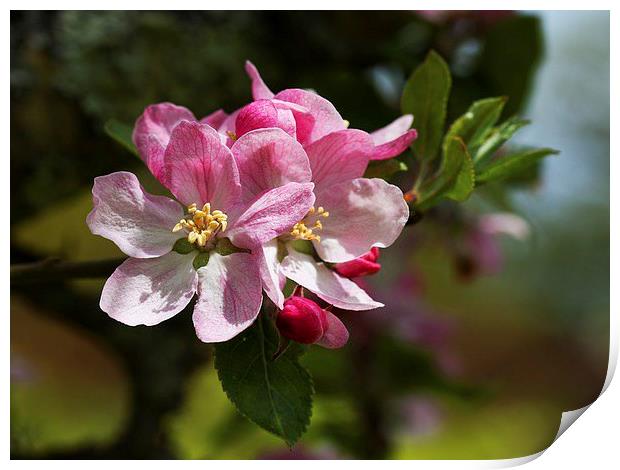  Fruit tree blossom Print by Stephen Prosser