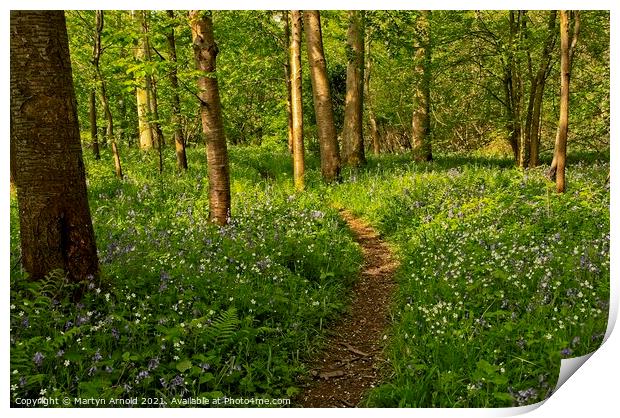 Spring Woodland Walk Print by Martyn Arnold