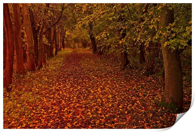 Fallen Leaves in Autumn Wood Print by Martyn Arnold