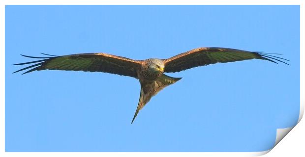 Northamptonshire Red Kite Soaring on Thermals Print by Martyn Arnold