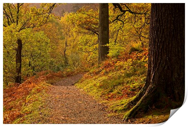 Autumn Woodland Walk at Ullswater Print by Martyn Arnold