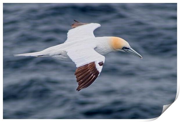 Northern Gannet (Morus bassanus) Searching for Tea Print by Martyn Arnold