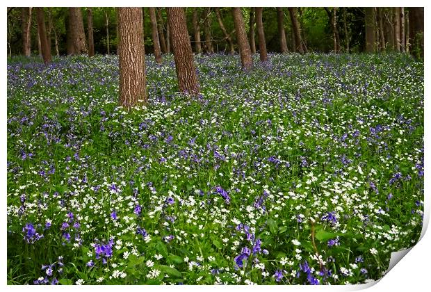 Woodland Wild Flowers and Bluebells Print by Martyn Arnold