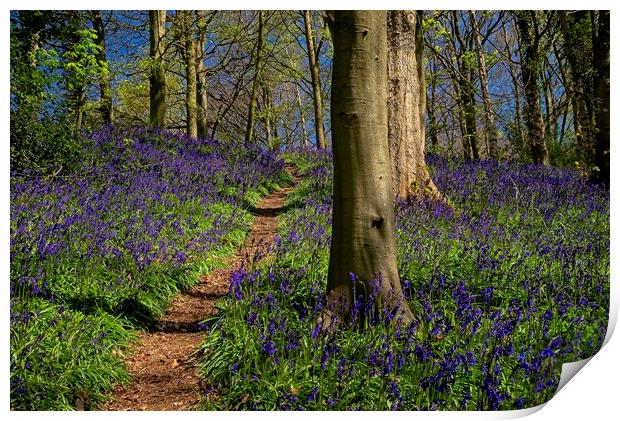 Enchanted Bluebell Wood Print by Martyn Arnold
