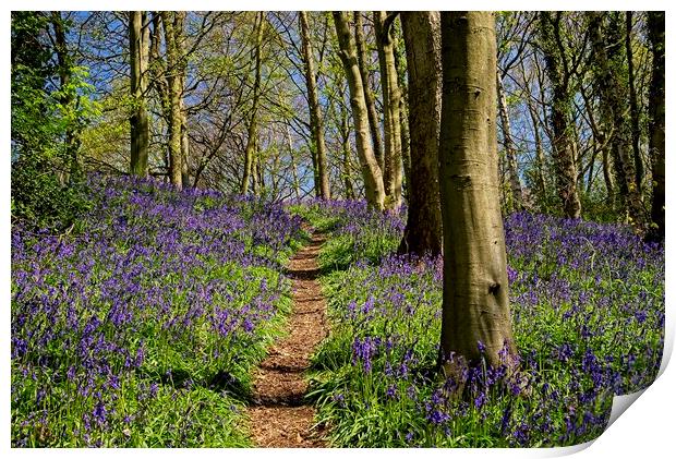 A Walk Through the Bluebell Wood Print by Martyn Arnold